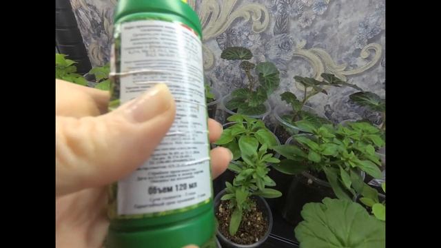 4 средства для увеличения корневой системы пеларгоний петуний . Быстрый рост корней у черенков .
