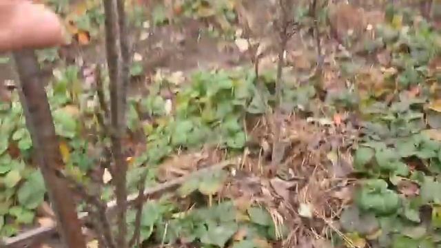 Как выглядят колоновидные яблони и груши осенью смотреть онлайн