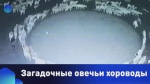 Загадочные овечьи хороводы