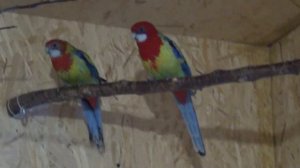 Вольер для ожереловых попугаев