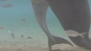 Рождение дельфина.Самка дельфина рожает малыша.