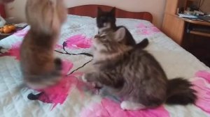 Сибирские котята C...Crown of Siberia, 3,5 месяца