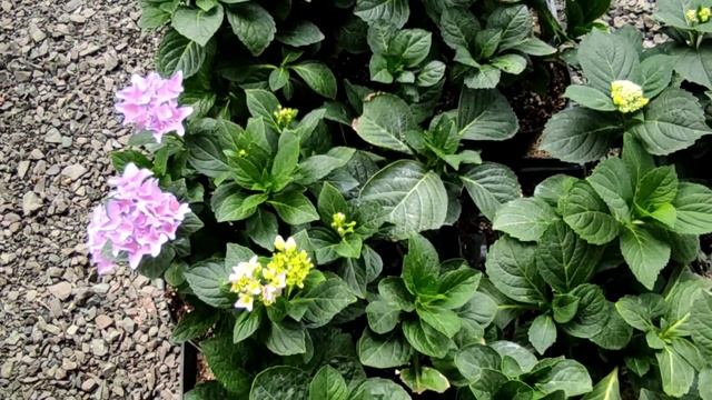 Крупнолистная гортензия?Сульфат алюминия когда нужен, дозировка?! ? Какой Рн воды необходим!?06.08 смотреть онлайн