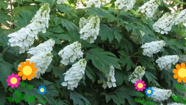 Гортензия дуболистная Айс Кристал. Краткий обзор, описание характеристик, где купить саженцы смотреть онлайн