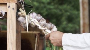 Вяжем чеснок в косы. Мексиканский способ на русский манер.