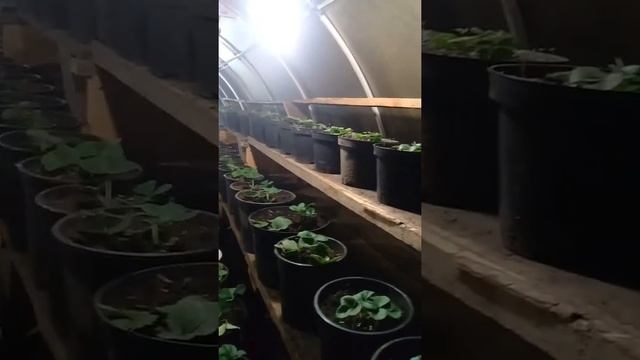 Выращивание клубники ремонтантной в теплице смотреть онлайн