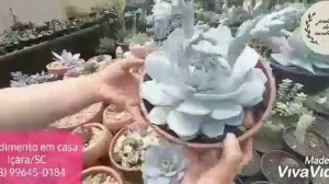 Coleção das Echeveria Brancas