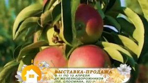 Дача яблони