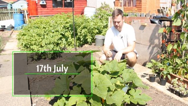 How to Grow Pumpkins from Seed | From Start to Finish | 4 Simple Steps (UK) смотреть онлайн