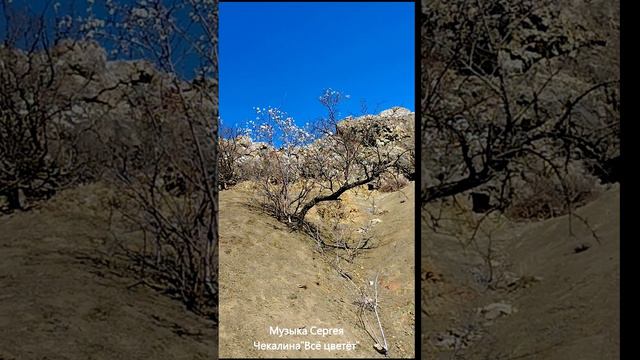 Цветущий миндаль и горы. Судакский регион.Крым.