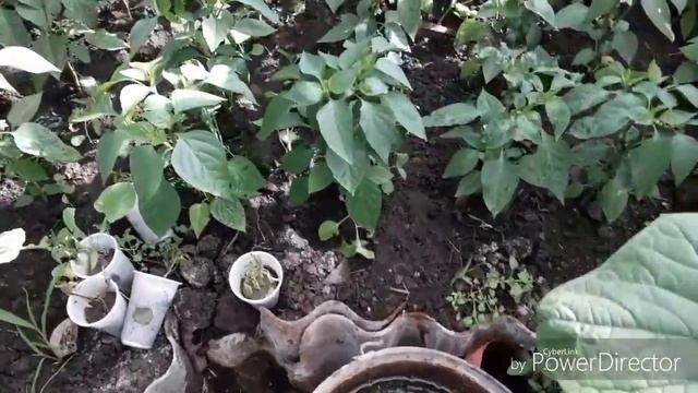 ЧУДО ПОДКОРМКА//ЛУЧШЕЕ УДОБРЕНИЕ//ВСЕМ СОВЕТУЮ//