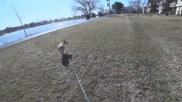 Гуляем с собаками по мартовскому солнышку смотреть онлайн