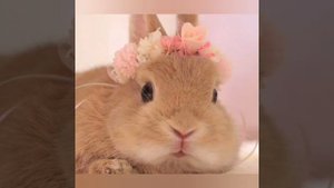 Плюсы и минусы содержания карликовых кроликов 👍💞