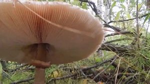 ВОТ ЭТО ДА!!! ЭТО ПРОСТО ГИГАНТСКИЙ ЗОНТИК.