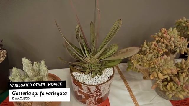 Succulents Identification: Gasteria sp fa variegata