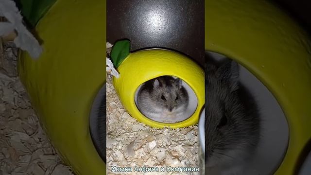 Наш домашний карликовый хомячок