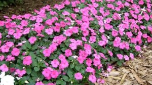 Шесть самых ОПАСНЫХ или вредных РАСТЕНИЙ в саду. Осторожно, ЯДОВИТЫЕ цветы!