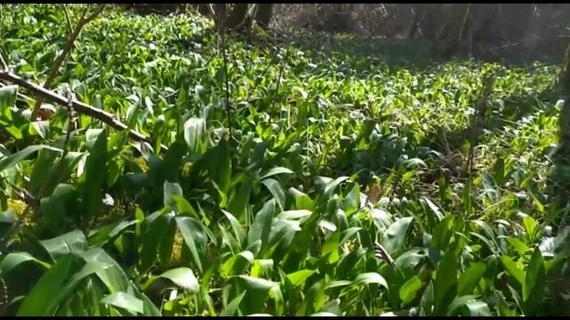 Черемша. В лес за черемшой! Как и где растёт черемша. Медвежий лук, дикий чеснок или колба. Bärlauc смотреть онлайн