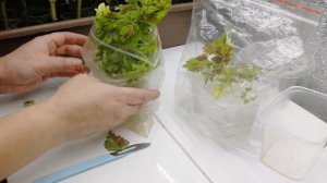 УКОРЕНИТЬ КОЛЕУС! СПОСОБ КАК РАЗМНОЖИТЬ КОЛЕУС  БЫСТРО. ЧЕРЕНКОВАНИЕ