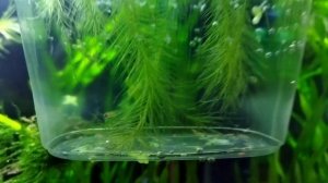 Самодельный отсадник