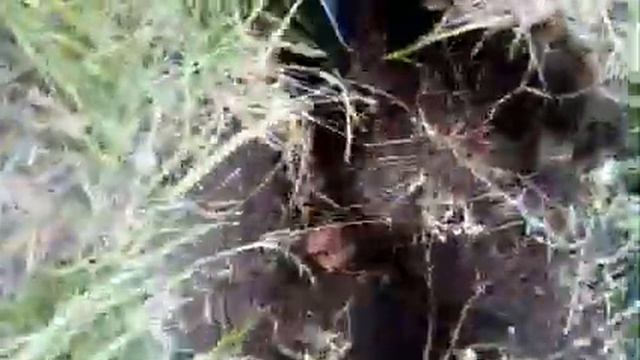 Друзья подскажите что за ИКОНА!? смотреть онлайн