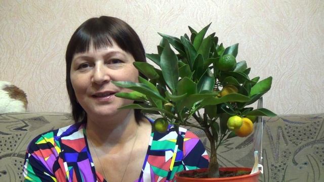 Лавр и Кумкват!!! смотреть онлайн