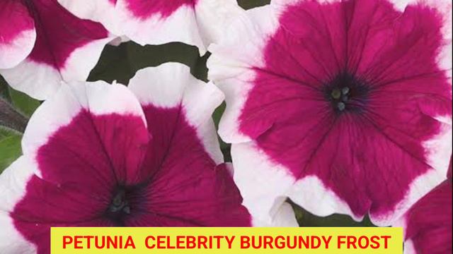 പെട്യൂണിയ സീഡ് കാറ്റലോഗ് | Petunia Seed Catalogue June 2023 смотреть онлайн