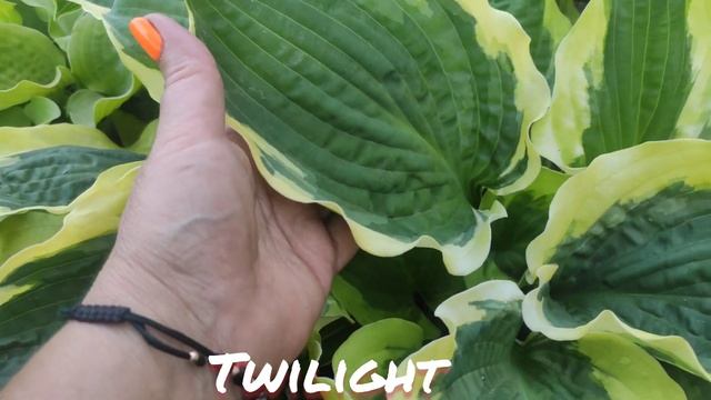 Хоста Twilight смотреть онлайн