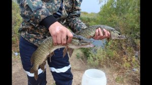 Щука в сентябре на живца. Первый осенний выезд на щуку.