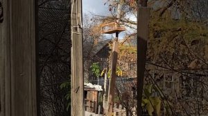 Ловля клестов. Тюмень.  18.10.2020