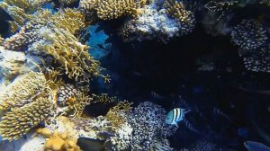 Риф отеля Риф отеля Siva Sharm Resort & Spa, ч 3