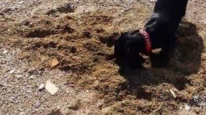 Дрессировка таксы