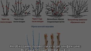 Как омолодить смородину черную весной