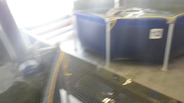 Разведение осетров в УЗВ построенной в 2 этажа