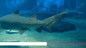 К чему снится щука. Сонник щука, толкование сна