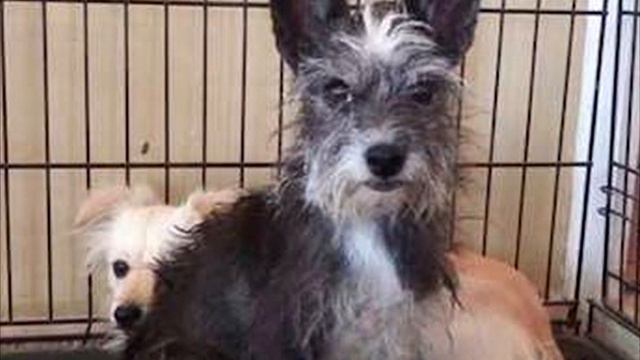 Щенят посадили в клетку и выбросили как мусор. А дальше произошло ужасное! смотреть онлайн