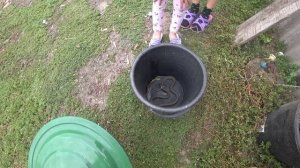 ПОЙМАЛ ОГРОМНУЮ ЗМЕЮ.КАК ЗАЖАРИТЬ ЗМЕЮ.