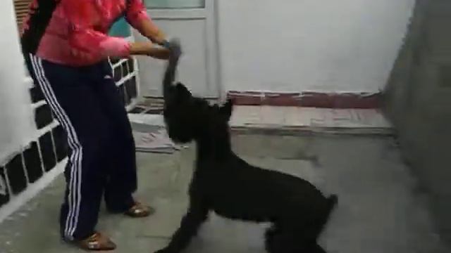 занятие ризеншнауцера с любителем.AVI смотреть онлайн