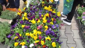 Ростов. Выставка цветов. Парк Вити Черевичкина. С 31 марта по 3 апреля 2022 года. Саженцы и рассада