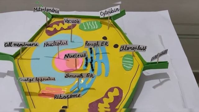 How To Make Plant Cell Model For Science Project/science Fair,DIY, Science Activity NCERT