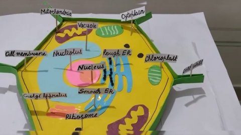 How to make Plant Cell model for science project/science fair,DIY, science activity NCERT