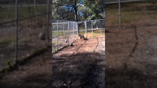 Venom and Jolly Egg смотреть онлайн