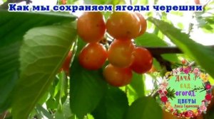 Как мы сохраняем ягоды черешни