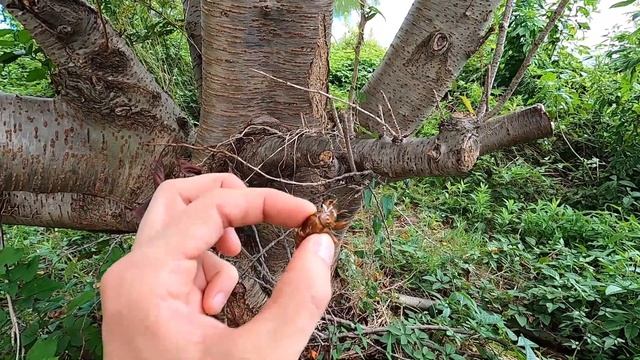 Как стрекочут Японские Цикады. Как поют цикады. 1 часть.