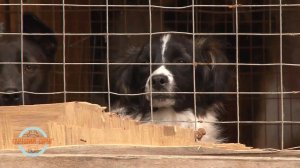 Лучший друг. Спецвыпуск. Приют