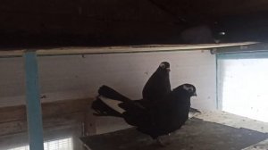 Курские голуби, Курский турман Самара молодые