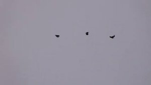 Николаевские голуби Донецка 3.11.2012г.