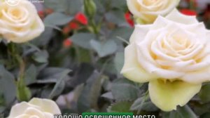 Роза Кордана инструкция по уходу