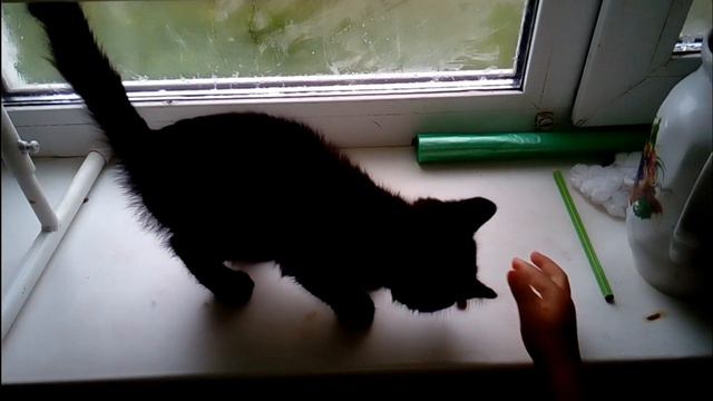 Приехала дочка Фарида/У Димы конфетно букетный период/Чёрный кот/Пироги. смотреть онлайн