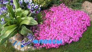 Какие цветы сеять под зиму